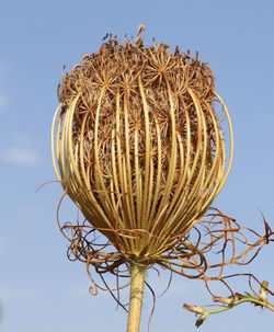 Low angle view of plant against clear sky