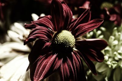 Close-up of red flowering plant