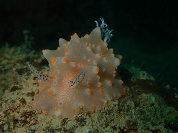 Close-up of coral in sea