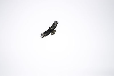 Low angle view of bird flying in the sky