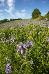 Purple flowering plants on field