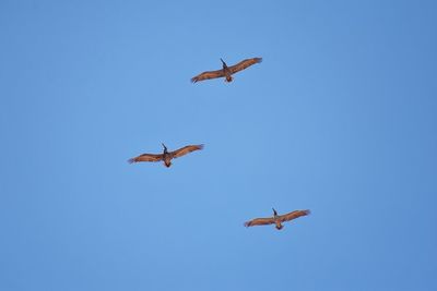 Pelicans in flight often flying with frigate or scissor birds in formation in puerto vallarta mexico