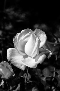 Close-up of rose flower growing outdoors