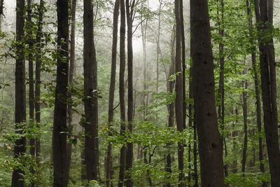 Trees in forest