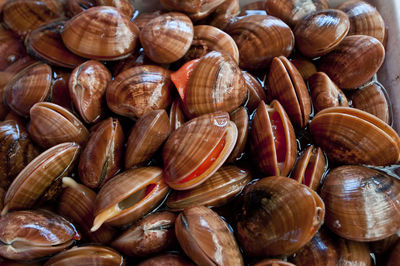 Full frame shot of shells