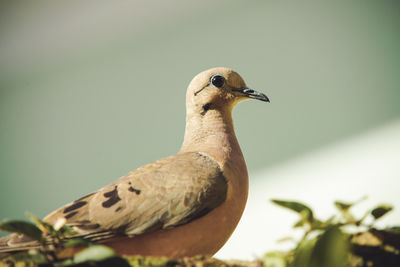 Close-up of bird perching on a plant