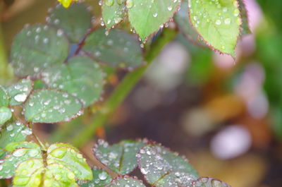 Close-up of water drops on plant