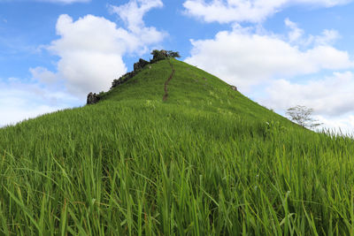 Scenic view of grassy field against sky