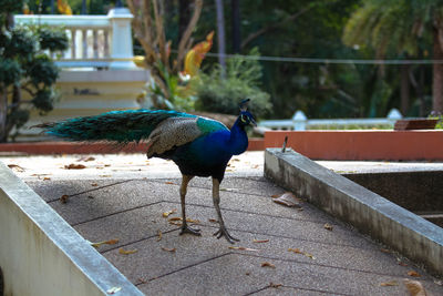 View of peacock on retaining wall