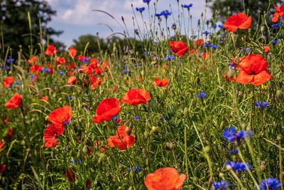 Close-up of red poppy flowers in field