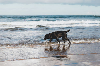 Dog standing on beach