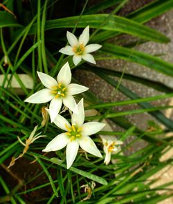 Close-up of white flowers blooming outdoors