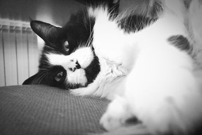 Close-up of cat yawning