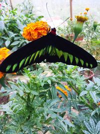 Close-up of butterfly pollinating flower