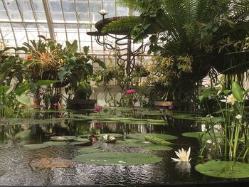 View of potted plants in greenhouse