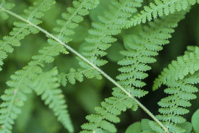 Macro of a fern leaves in the morning light