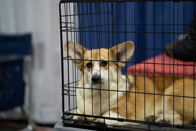 Close up portrait of dog in cage looking at you