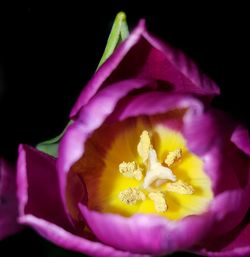 Close-up of pink flower
