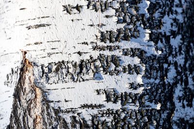 Full frame shot of weathered wall