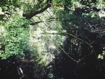 Trees in forest