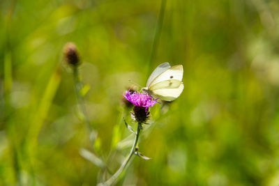 Close-up of butterfly pollinating on purple flower