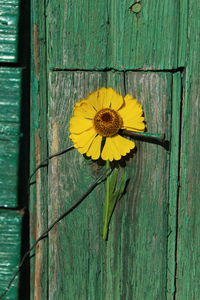 Close-up of yellow flowering plant on wooden fence