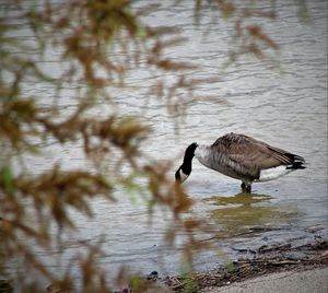 High angle view of bird flying over lake