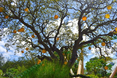 Low angle view of tree against sky