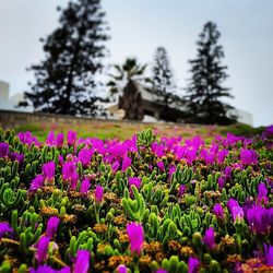 Close-up of purple flowers blooming in field