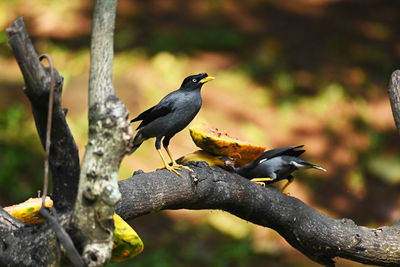 Close-up of bird perching on branch