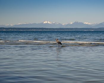 Birds swimming in sea against sky