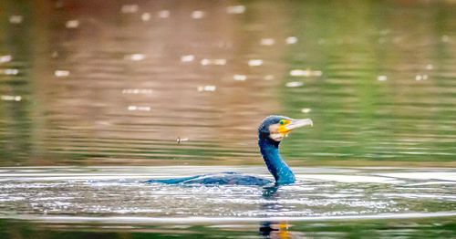 Close-up of bird swimming in lake