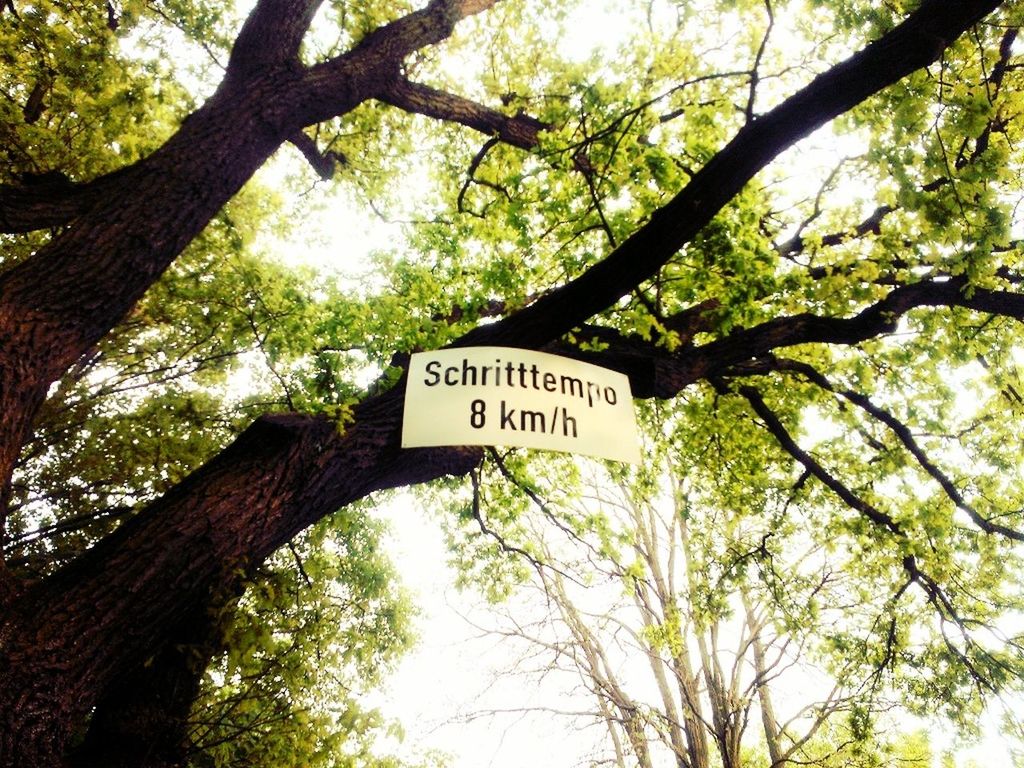 tree, text, western script, communication, low angle view, branch, information sign, tree trunk, sign, growth, forest, capital letter, nature, information, non-western script, road sign, sky, guidance, day, no people