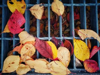 High angle view of autumn leaves on metal grate