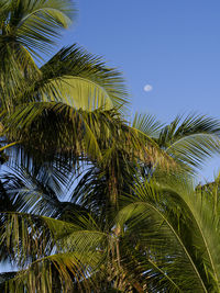 Low angle view of palm trees against blue sky