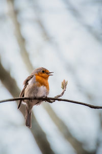 Close-up of bird perching on branch