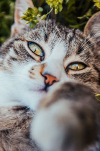 Close-up portrait of a cat