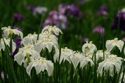 Close-up of white flowering plant