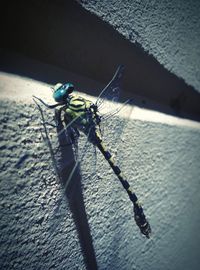 High angle view of insect on leaf