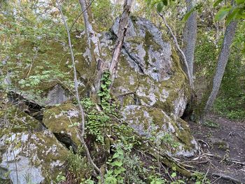 Moss growing on rocks in forest