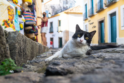 Docile and beautiful black and white cat, posing for the photo on the cobblestone of pelourinho. 