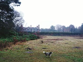 Dog on field against clear sky