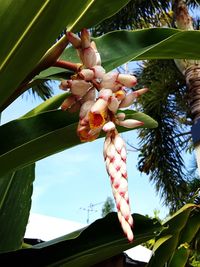 Low angle view of banana tree against sky