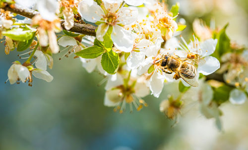 Closeup of a honey bee gathering nectar and spreading pollen on white flowers on cherry tree.