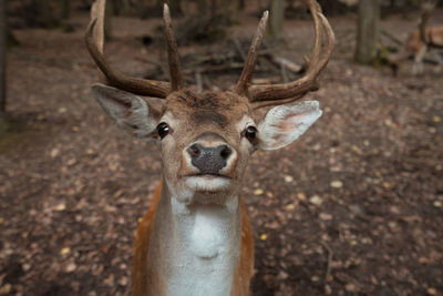 Deer dots bruno czech republic close up