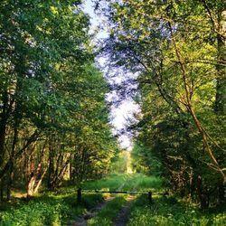 Trees growing on landscape