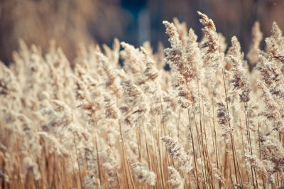 Close-up of plant growing on field