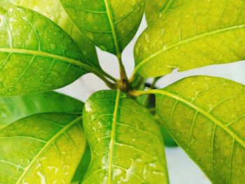 Close-up of fresh green leaves