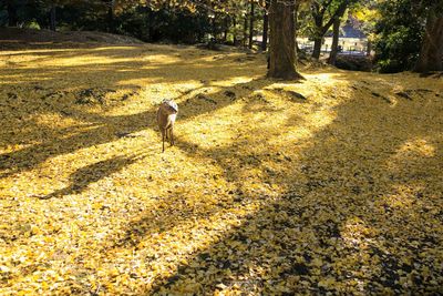 View of dog on dirt road