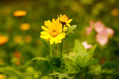 Close-up of yellow flowering plant on field